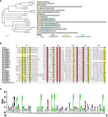 Systematic identification and functional characterization of the CFEM proteins in fishscale bamboo rhombic-spot pathogen Neostagonosporella sichuanensis
